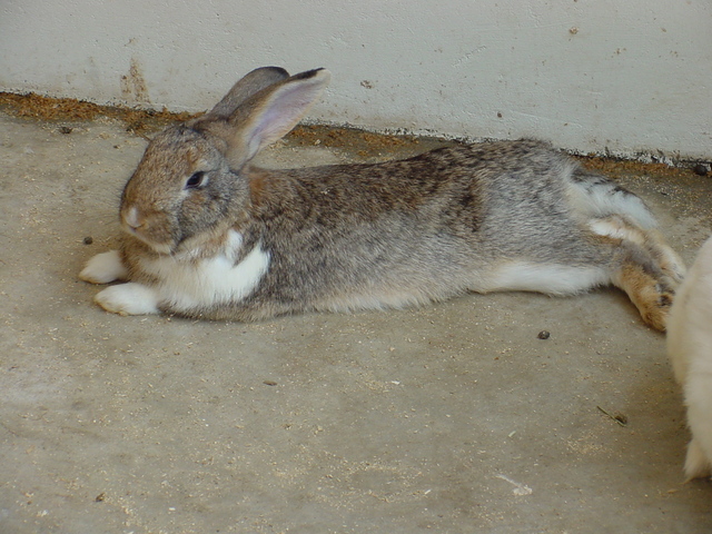 토끼(Rabbit)
 - 토끼; rabbit; 