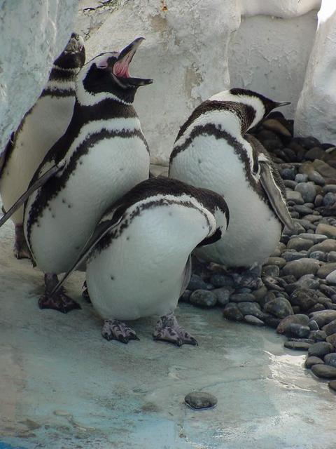 마젤란펭귄(Magellanic Penguins)
