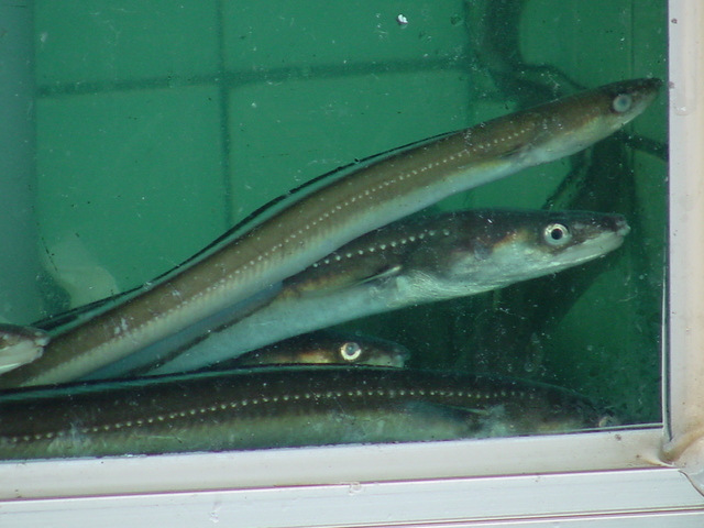 장어(eel)
