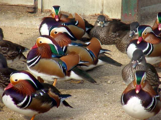 Mandarin Ducks (Aix sponsa) | 원앙 무리 - 원앙이; Mandarin Duck; 원앙; Aix galericulata; 