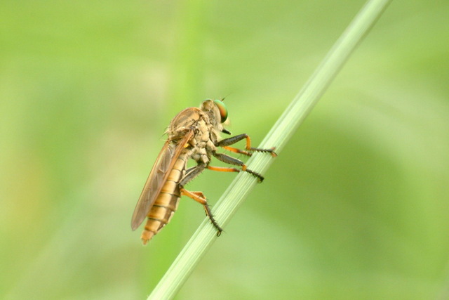 왕파리매 Cophinopoda chinensis (Chinese King Robber Fly) - 왕파리매; Cophinopoda chinensis; 