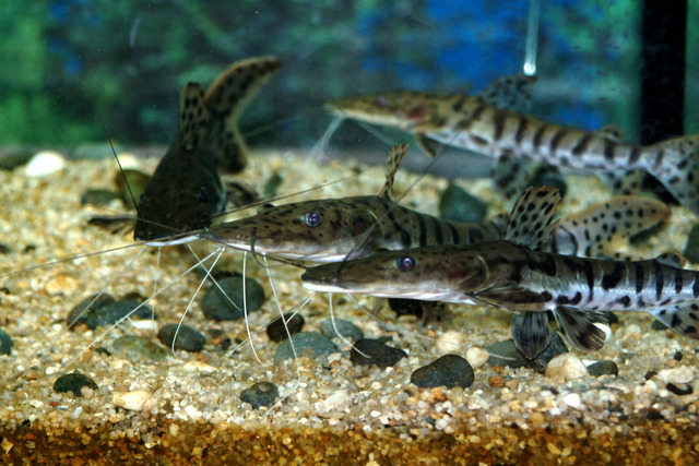 DSCF3413 - Tiger Shovelnose Catfish; Pseudoplatystoma fasciatum; Barred Sorubim; 범오리메기; 