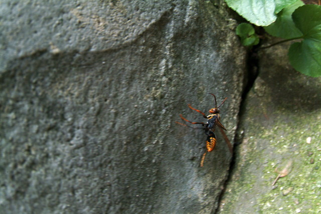 DSCF4146 - 말벌류; 땅벌; 