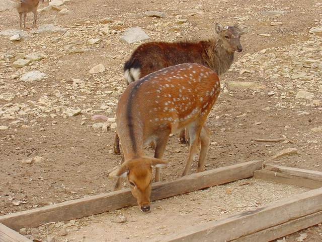 Manchurian Sika Deer (Korean Subspecies) | 대륙사슴