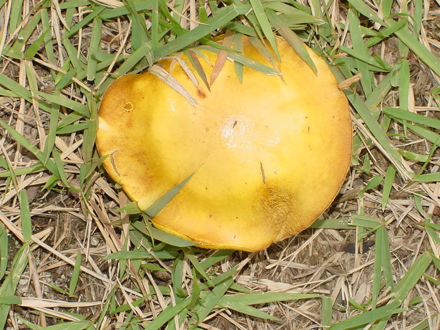 잔디밭의 노란색 버섯
 - 버섯; mushroom; 