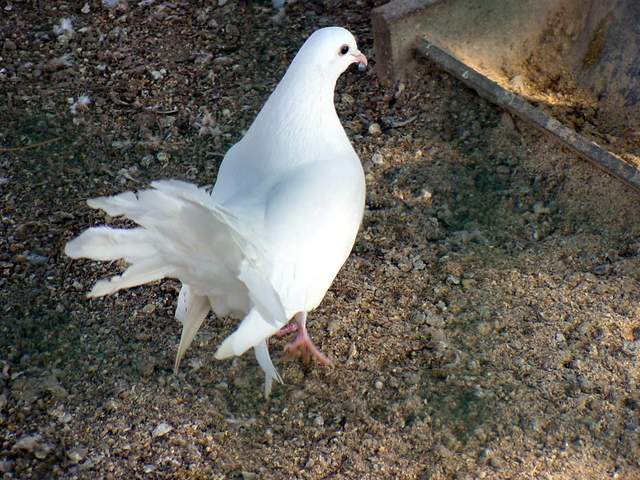 Fantail Pigeon | 부채꼬리비둘기 - 비둘기; 공작비둘기; Columba livia var. domestica; 