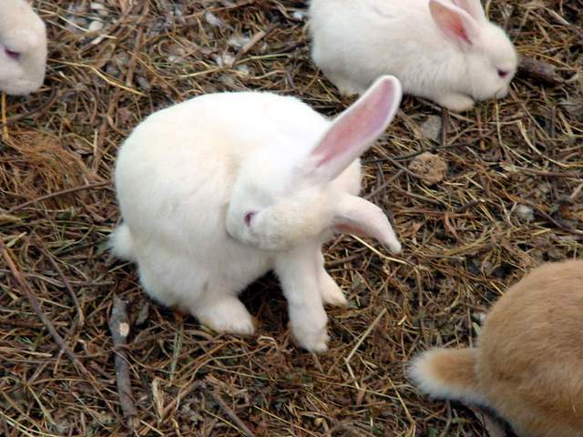 Domestic Rabbits | 집토끼