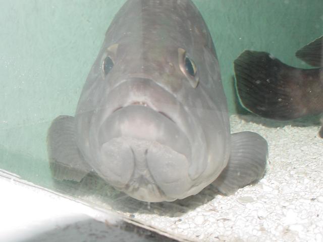 자바리(<i>Epinephelus moara</i>, Kelp Bass)
 - 자바리; Epinephelus moara; Kelp Bass; 