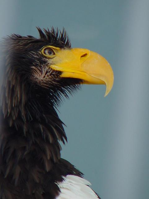 흰죽지참수리(Steller\'s sea eagle)
 - 참수리; 흰죽지참수리; Steller\'s sea eagle; 