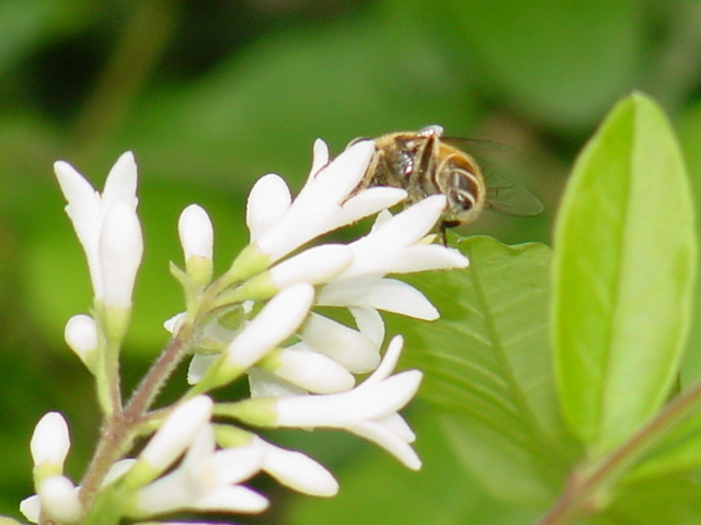 꽃과 꿀벌
