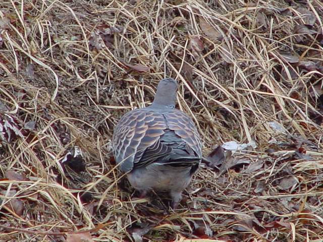 Rufous Turtle Dove | 멧비둘기