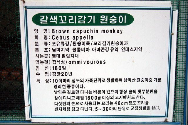 DSCF3328 - 갈색꼬리감기원숭이; Tufted Capuchin; Cebus apella; Brown Capuchin Monkey; Black-capped Capuchin; 