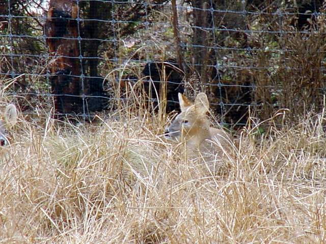 Chinese Water Deer (Korean Subspecies) | 고라니