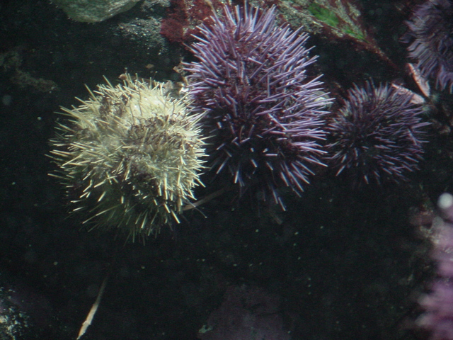 Sea Urchins
 - sea urchin; 