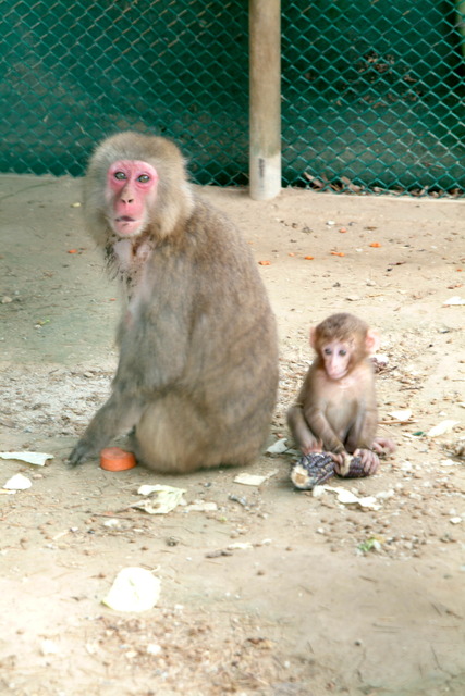 DSCF3449 - 일본원숭이; Japanese Macaque; Snow Monkey; Macaca fuscata; 모자; 母子; 