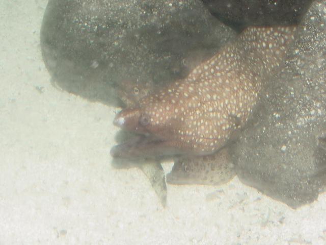 알락곰치(<i>Muraena pardalis</i>, Leopard Moray Eel) - 알락곰치; Muraena pardalis; Leopard Moray Eel; 