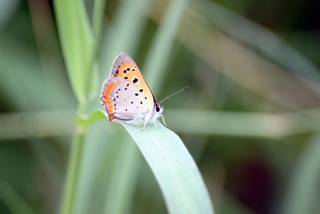 작은주홍부전나비 Lycaena phlaeas (Small Copper) - 작은주홍부전나비; Lycaena phlaeas; small copper; butterfly; 
