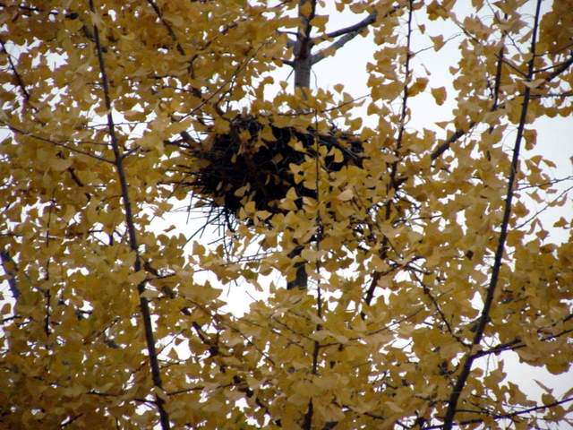 Magpie\'s nest on a ginkgo tree | 은행나무의 까치집 - 은행; 까치집; 풍경; 
