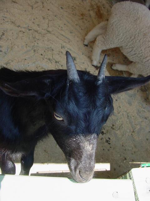 흑염소(Black goat)
 - 염소; 흑염소; goat; 