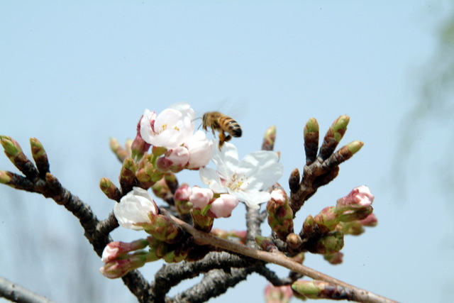 DSCF2753 - 벚꽃; 꿀벌; 
