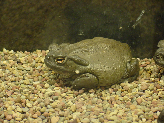 Colorado Toad
 - Colorado toad; Colorado River Toad; Sonoran Desert Toad; Bufo alvarius; 