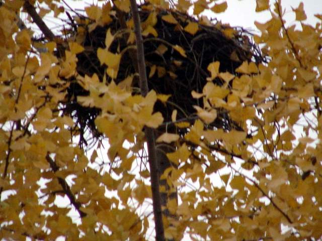 Magpie\'s nest on a ginkgo tree | 은행나무의 까치집