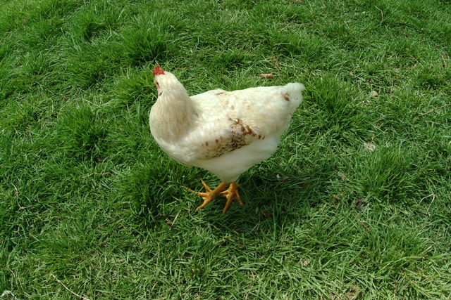 DSCF3831 - 닭; 