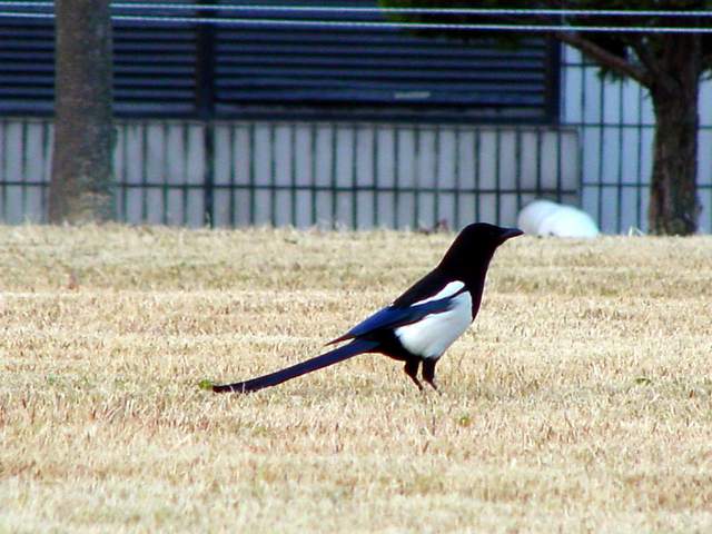 Black-billed Magpie | 까치 - 까치; 