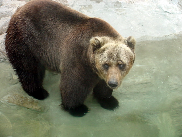 유럽불곰 - 곰; 불곰; 