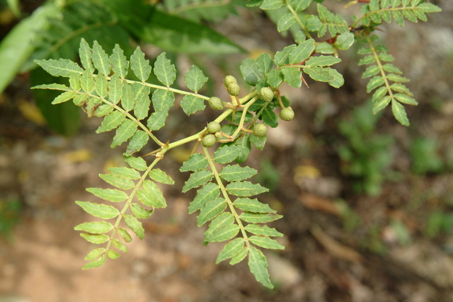 DSCF6544 - 산초나무; Zanthoxylum schinifolium; 산초열매; 