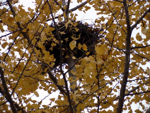Magpie\'s nest on a ginkgo tree | 은행나무의 까치집 - 은행; 까치집; 풍경; 