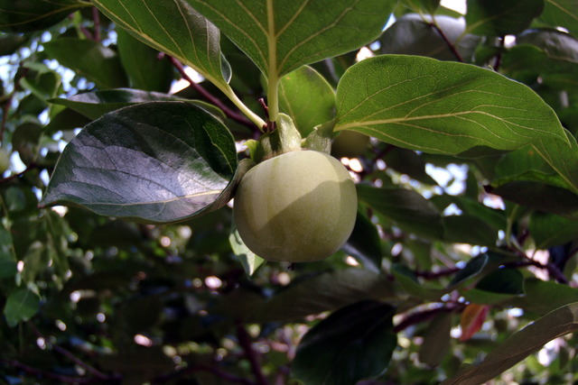 DSCF3723 - 과일; 감; 열매; 