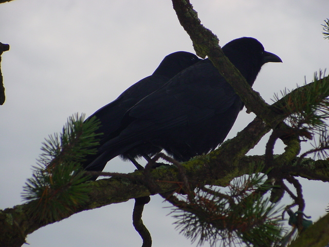 Common Raven
