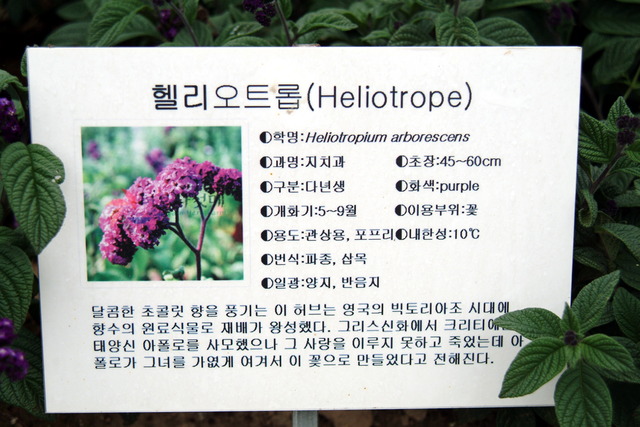 DSCF3348 - Garden Heliotrope; Heliotropium arborescens; 헬리오트롭; 