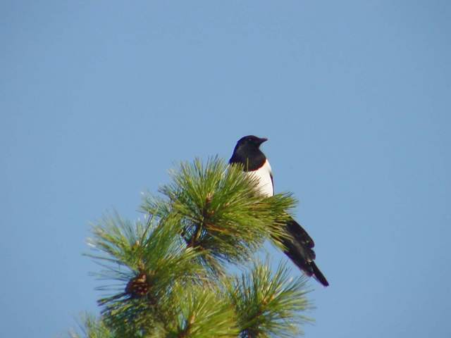 Black-billed Magpie on tree | 나무위의 까치 - 풍경; 까치; 하늘; Korean magpie; Pica sericea; 
