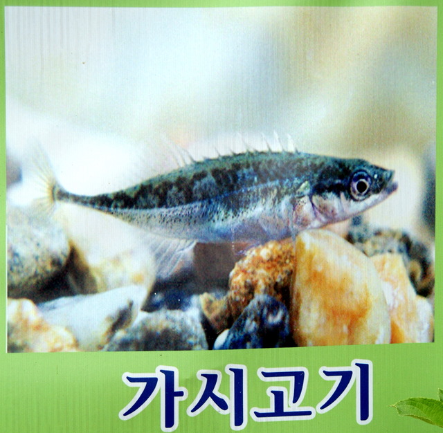 DSCF3369 - 민물고기; 가시고기; Pungitius sinensis sinensis; 