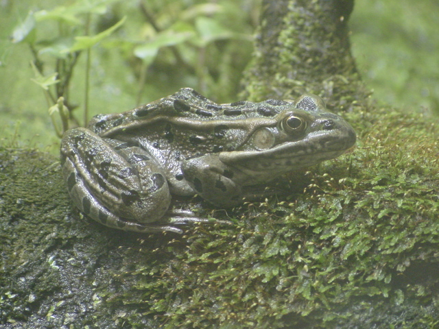 Leopard Frog
 - leopard frog; frog; 