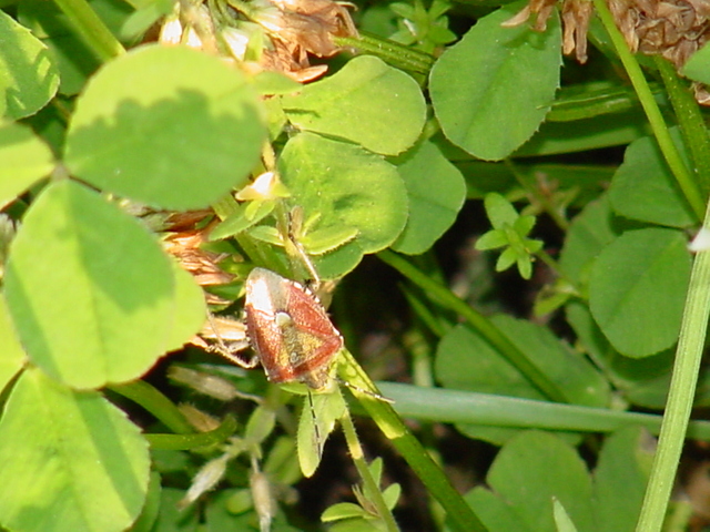토끼풀과 노린재(방패벌레, shield bug)
 - 알락수염노린재; 