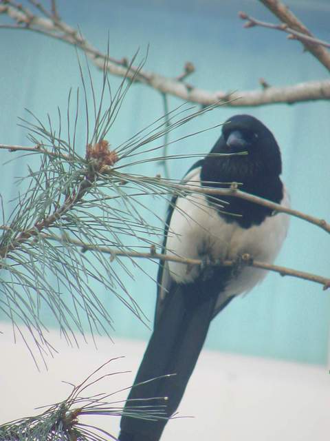 Black-tailed magpie | 까치 - 까치; Korean magpie; 