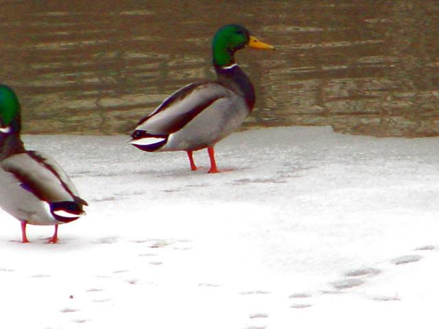 청동오리(mallard ducks)
 - 청동오리; 