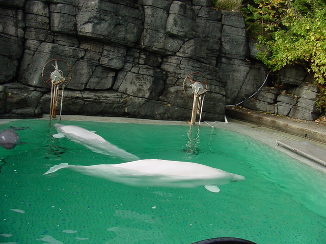 Beluga Whales - beluga; white whales; Delphinapterus leucas; 흰고래; 
