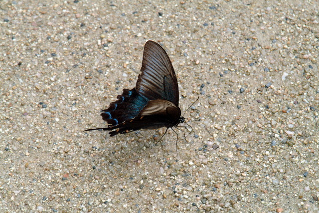 DSCF8246 - 제비나비; Papilio bianor; 호랑나비과; 나비; 단양; 