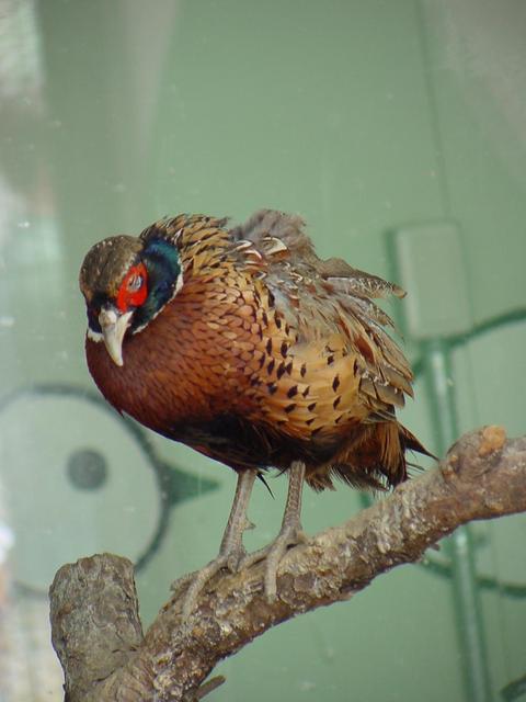 꿩(Ring-necked Pheasant/young male)
