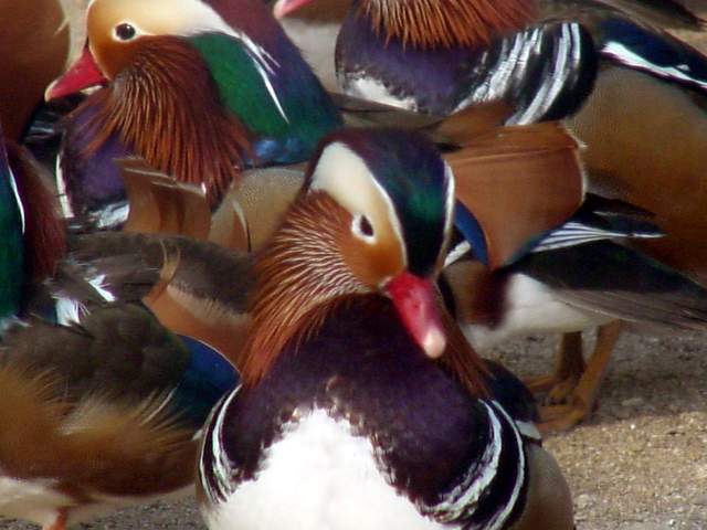 Mandarin Ducks (Aix sponsa) | 원앙 무리 - Mandarin Duck; Aix galericulata; 