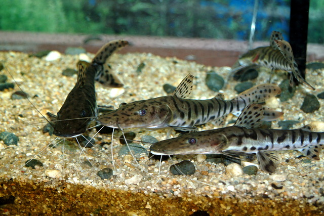 DSCF3414 - Tiger Shovelnose Catfish; Pseudoplatystoma fasciatum; Barred Sorubim; 범오리메기; 